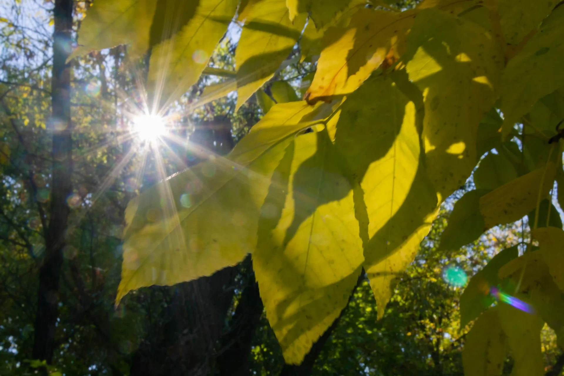 Szederkényi Tünde levelek és nap illusztráció